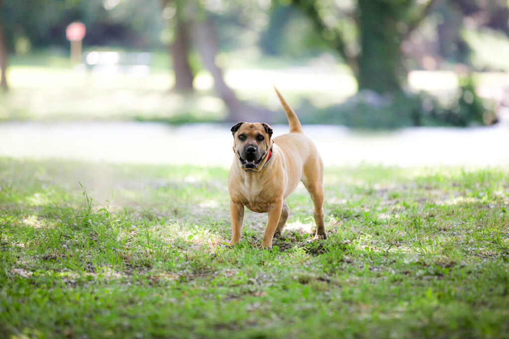 shooting chien et famille